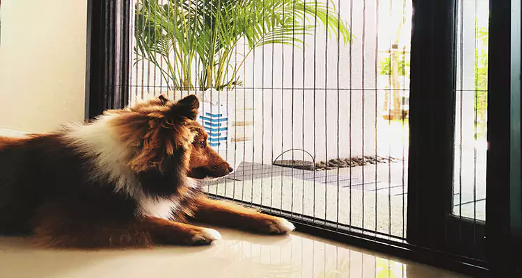 Sliding Screen Pet Door Repair in Vero Beach, FL
