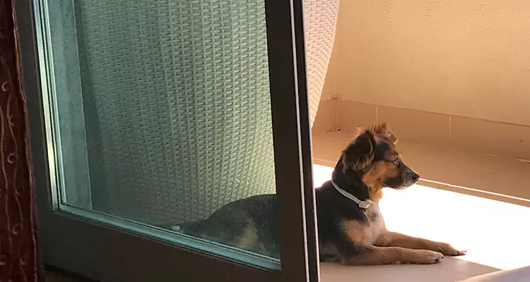 French Door Pet Screen Repair in Vero Beach, FL